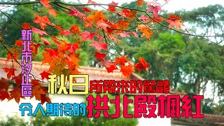 【悠閒生活】[秋日所帶來的驚艷 令人期待的拱北殿楓紅]新北市汐止區|深秋的氣味|拱北殿|楓紅|三槭五楓|汐止景點|鳥居|石燈|呂洞賓|汐止仙公廟I免費景點