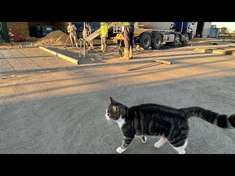 The cat has walked in my new wet concrete !!!!