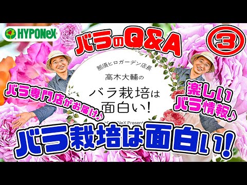 大好評♪【バラのQ&A】バラのお悩み解決ｯ!🌹バラ栽培の疑問!?にお答えします!③🌹バラ専門店店長・高木大輔さん