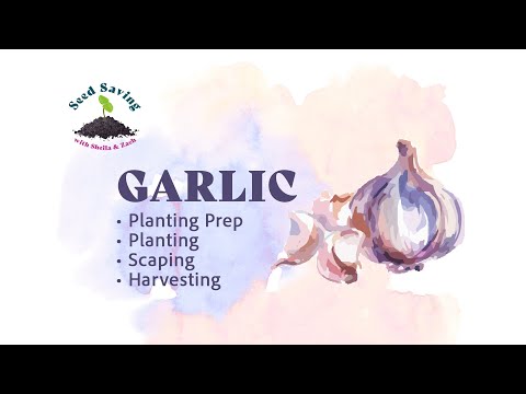 Garlic - How to plant, pick scapes, and save for planting