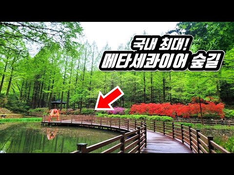 I made a forest by myself for 30 years in Korea