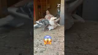 IT’S TOO LATE | THE JEALOUS PIGEONS | PIGEON MATING #shorts #racingpigeon #kabootar