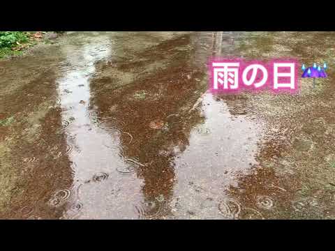 雨の日散歩