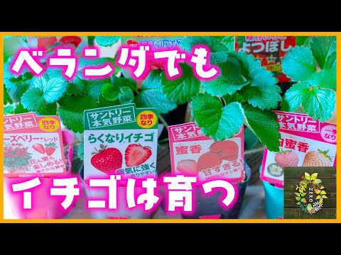 【イチゴ栽培】失敗したくない!!初心者でも簡単にイチゴを育てる【家庭菜園】