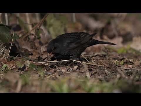 footage - blackbird catching worm