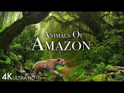 Animals of Amazon 4K - Animals That Call The Jungle Home | Amazon Rainforest |Scenic Relaxation Film