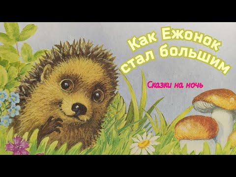 🦔Как Ежонок стал большим / СКАЗКИ на ночь / Аудиосказки для детей