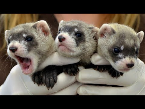 The precious genes of the world’s first cloned ferret could save her species