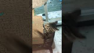 Funny Kitten #shorts #cat #fyp #fypシ゚ #fypyoutube