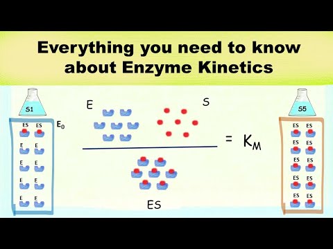 Enzyme kinetics in detail