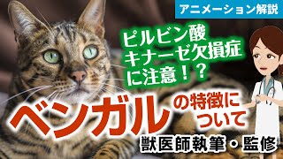 ベンガル猫の特徴や気を付けたい病気など【獣医師執筆監修】