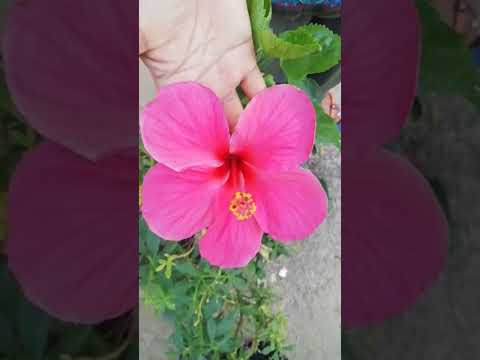 10 రకాల మందార పువ్వులు/ 10 types of hibiscus/naliniravindraprasad/ytshort/short/shorts