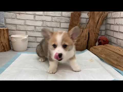 Pembroke Welsh Corgi - Ophelia