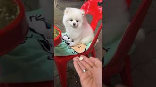 Pomeranian’s Incredible Food Catching Moments！#funnypets #cutedog #funnydogs #博美犬 #萌宠 #ポメラニアン