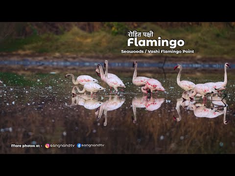 Seawoods Flamingo Point | रोहित पक्षी | Flamingo information in marathi