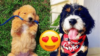 Bernedoodle — Cute And Hilarious Videos And Tik Toks Compilation