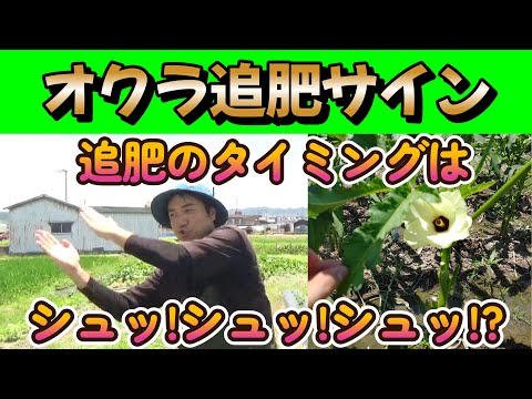 【家庭菜園】オクラの追肥サインを見逃すな!!【園芸】【農業初心者】【肥料】