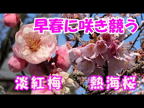 【花便り】早春に咲き競う 淡紅梅、熱海桜　一足早い春の訪れ