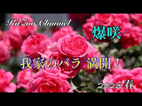 春バラたくさん咲きました。２０２３年５月下旬＃ロサオリ＃パレード＃ピエールエルメ