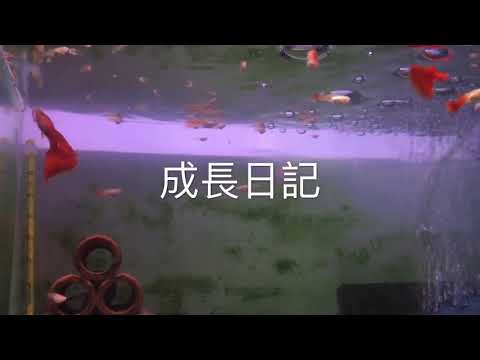 孔雀魚成長日記