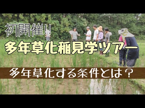 【多年草化稲見学ツアー】多年草化する条件を考察する/新しいお米の自給スタイル