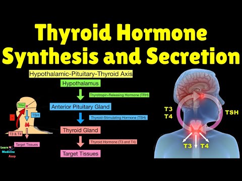 Mechanisms of Thyroid Hormone Synthesis and Secretion