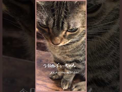 【ぷくぷく音が好きな猫】ストロー好き