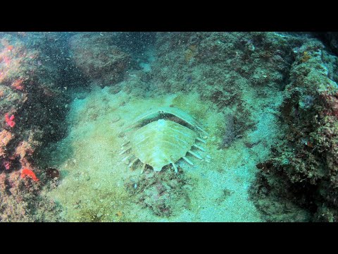 伊豆の海！衝撃！亀の死骸発見！伊東の海でダイビング！マクロダイビングを楽しんできましたよぉ！