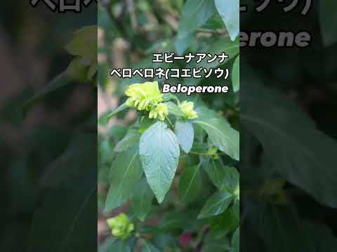 エビーナアンナ ベロペロネ Beloperone⠀黄緑の花が咲いた。2024年12月30日⠀エビーナアンナは、ベロペロネ（コエビソウ）の園芸品種の一つです。