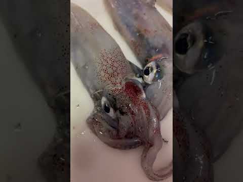 【グロ注意】イカの提灯は見たことありますか？？🦑