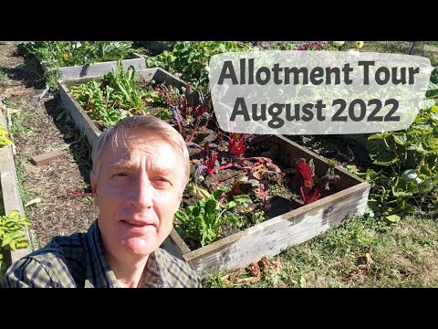 August 2022 Allotment Tour - See What's Growing & Tips For Preparing The Plot When Taking A Holiday.