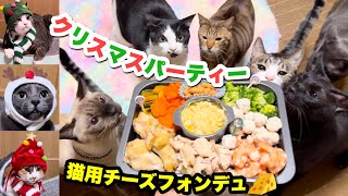 【クリスマス】猫用チーズフォンデュを手作りして猫10匹にあげたら大喜びでした！✨🧀【レシピ紹介】