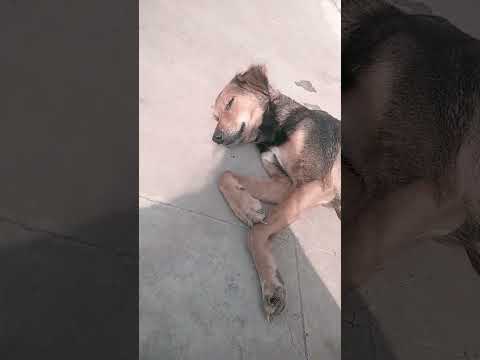 America mein mere feleta hota #shortvideo #cutedoglover #comedy