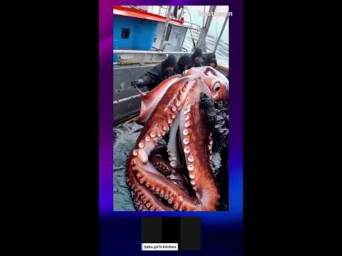 Gigantic Octopus on a ship