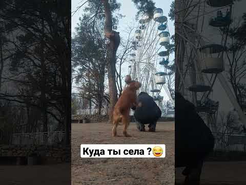 Куда ты села ?😂