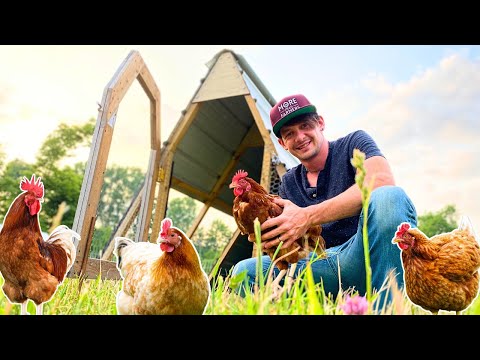 Making *Pastured* Egg Layers EASY on a Small Homestead