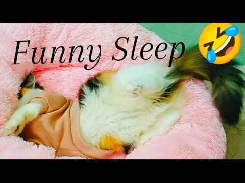 I Spent 24 Hours Observing Kitten Sleep Patterns and Found This!