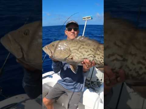 Why is Gag Grouper Season closed?.?. Video has dropped!! #fishing #grouper #shortvideo #shorts