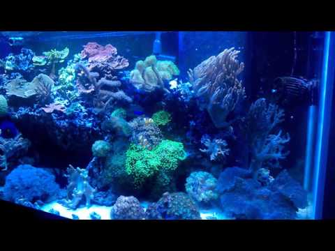 An LFS goes out of business and  my laptop dies (Reef Vlog)