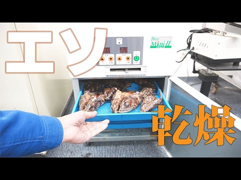 【魚乾燥】エソを乾燥（＊魚の内臓が映りますので刺激が強い映像かもしれません。）