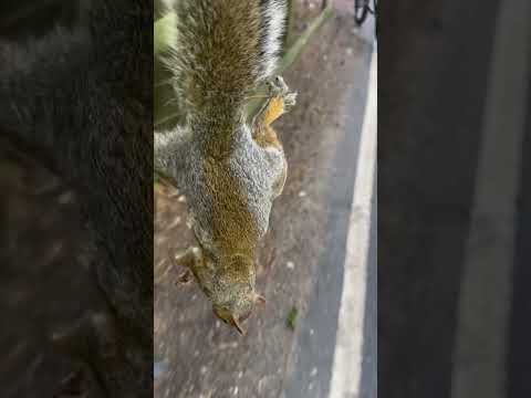 Free food squirrel and mushroom pie for dinner