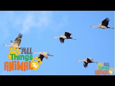 * CRANE BIRD * | Animals For Kids | All Things Animal TV