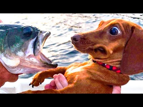 Perro haciendo cosas divertidas | Lo mejor del vídeo de perros graciosos