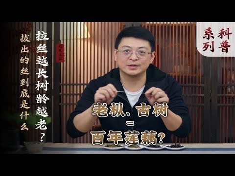 茶叶能拉丝就是岩茶老枞和普洱古树？