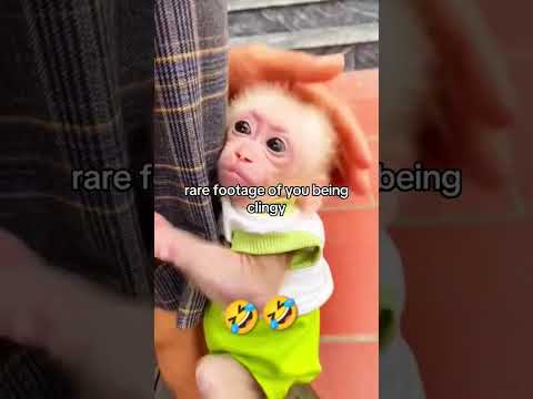 rate footage of u being clingy #funny #meme #rarefootage #monkeyvideo