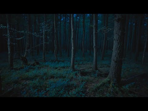 7 Unnerving Deep Woods Horror Stories | Scary Stories | Horror Stories | With Rain Sounds