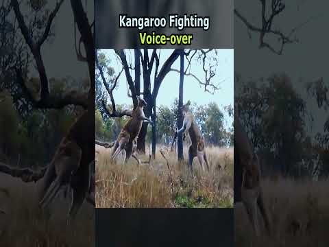 Kangaroo Fighting Voice over