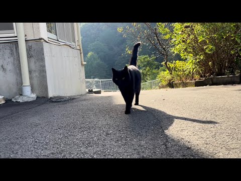 坂道で追いかけてくる黒ねこちゃん　No.７８８　２０２４年　１１月１日　８：００　のくろねこちゃん　black cat