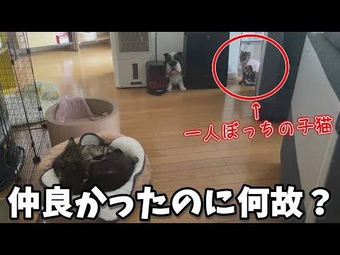 3匹の猫に無視されシャーされた可哀想な子猫の行く末【#テオナナ日記 3】