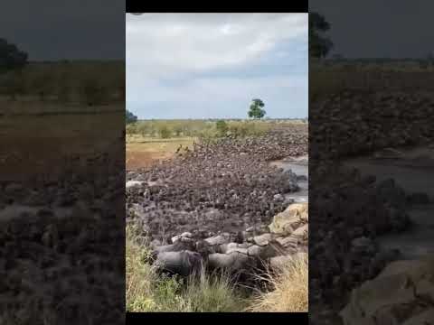 buffalo herds🐃🐃😳#shorts